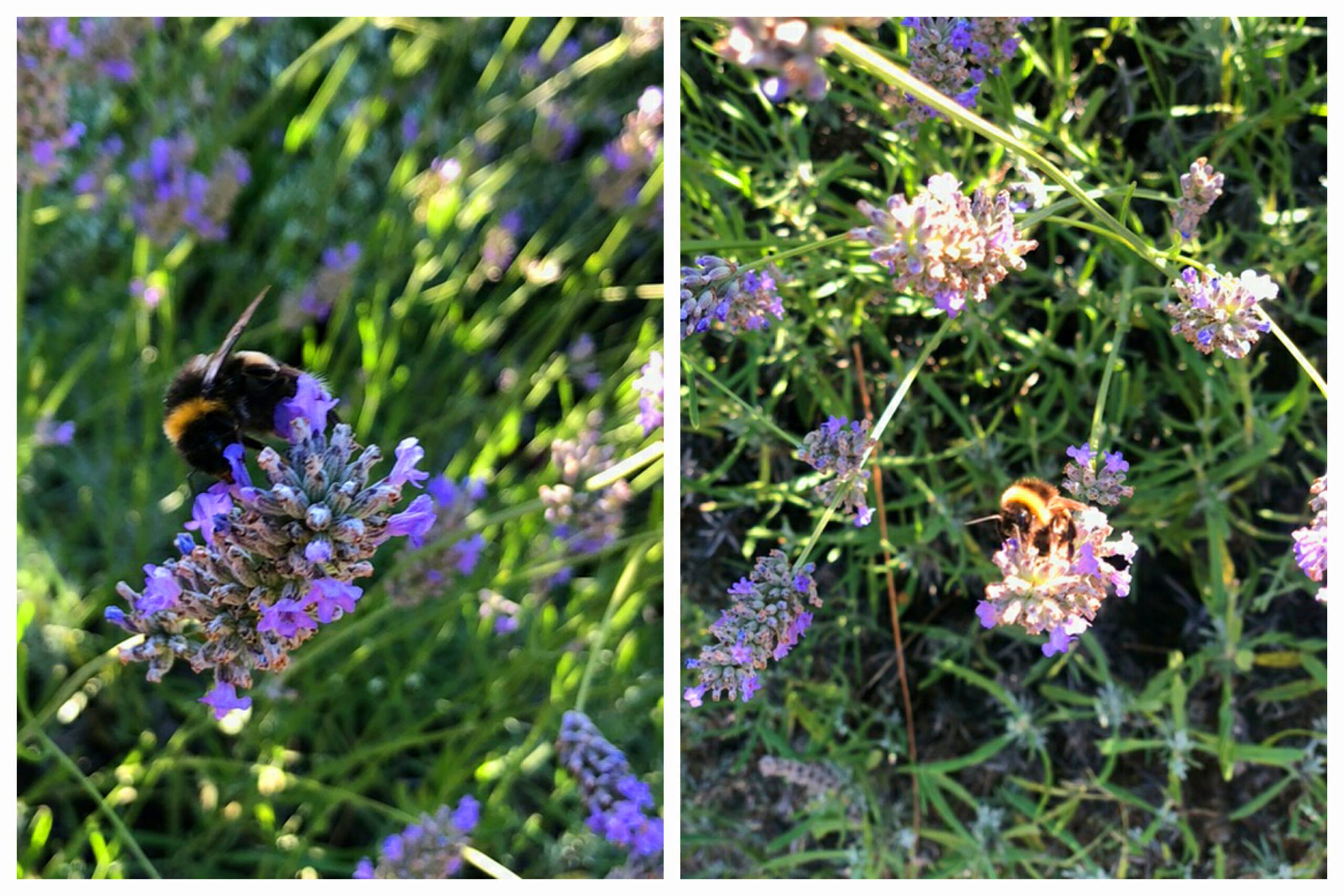 irrigation helps wildlife too - these bees on lavender prefer healthy plants in full flower thanks to perfect watering!